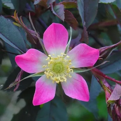 Саженцы роз сизая — описание сорта Саженцы роз сизая в Ульяновске