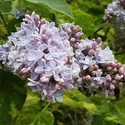 Сирень АУКУБАФОЛИЯ  Сирень АУКУБАФОЛИЯ в Ульяновске