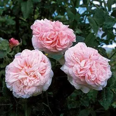 Саженцы роз КЛЭР РОУЗ английская  Саженцы роз КЛЭР РОУЗ английская в Ульяновске