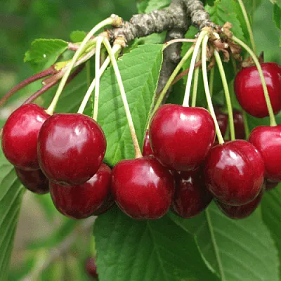 Черешня ГРОНКОВАЯ  Черешня ГРОНКОВАЯ в Ульяновске