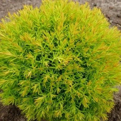 Туя АННИЕК западная  Туя АННИЕК западная в Ульяновске