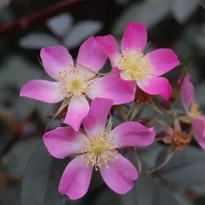 Саженцы роз сизая — описание сорта Саженцы роз сизая в Ульяновске