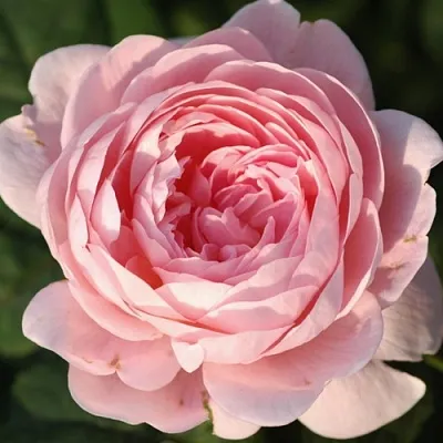 Саженцы роз КУИН ОФ СУИДЕН английская  Саженцы роз КУИН ОФ СУИДЕН английская в Ульяновске