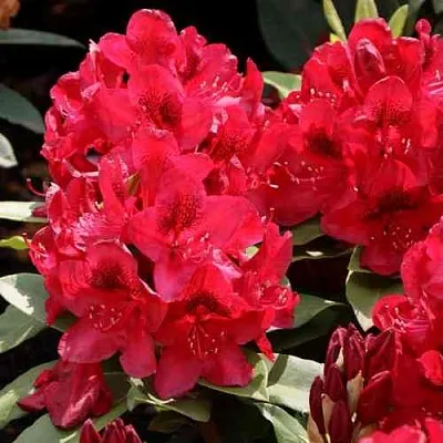Рододендрон МАТАДОР  Рододендрон МАТАДОР в Ульяновске