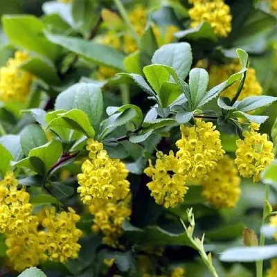 Барбарис корейский  Барбарис корейский в Ульяновске