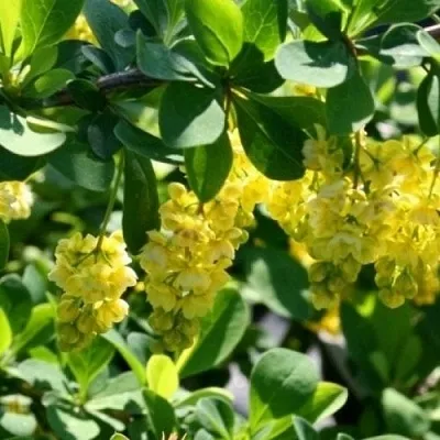 Барбарис ИНДИАН САММЕР   Барбарис ИНДИАН САММЕР  в Ульяновске