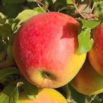 Яблоня САКАВИТА  Яблоня САКАВИТА в Ульяновске