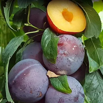 НЕКТАПРИУМ  НЕКТАПРИУМ в Ульяновске