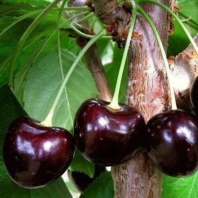 Черешня ДОНЕЦКИЙ УГОЛЁК  Черешня ДОНЕЦКИЙ УГОЛЁК в Ульяновске