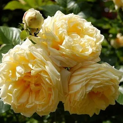 Саженцы роз НАДЯ МЕЙДИЛАНД почвопокровная в Ульяновске