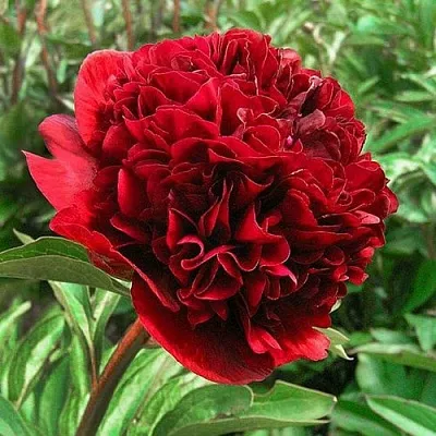 Пион РЕД ГРЕЙС травянистый  Пион РЕД ГРЕЙС травянистый в Ульяновске