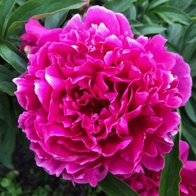 Пион КАРЛ РОЗЕНФЕЛЬД травянистый в Ульяновске