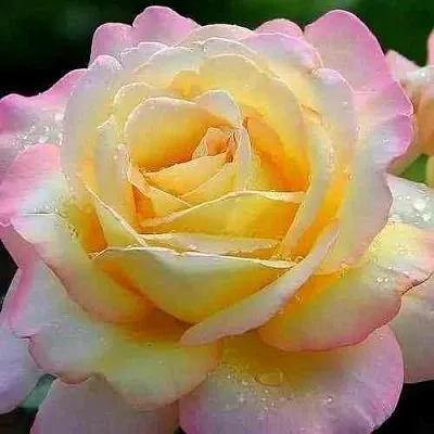 Саженцы роз ГЛОРИЯ ДЕЙ чайно-гибридная  Саженцы роз ГЛОРИЯ ДЕЙ чайно-гибридная в Ульяновске