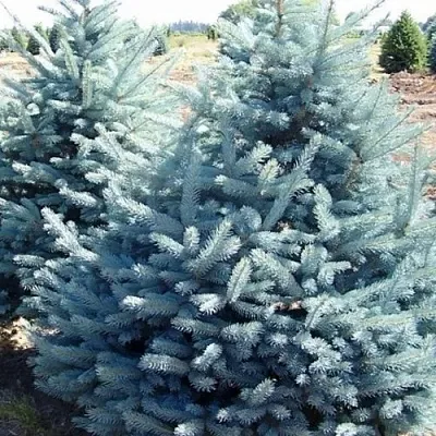 Ель ГЛАУКА колючая в Ульяновске