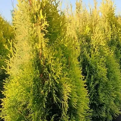 Туя ГОЛДЕН СМАРАГД западная  Туя ГОЛДЕН СМАРАГД западная в Ульяновске