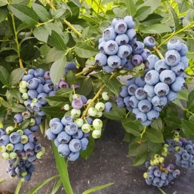 Голубика ОСОРНО — описание сорта Голубика ОСОРНО в Ульяновске