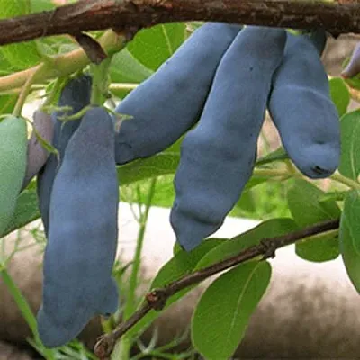 Жимолость съедобная ЛЕНИНГРАДСКИЙ ВЕЛИКАН  Жимолость съедобная ЛЕНИНГРАДСКИЙ ВЕЛИКАН в Ульяновске