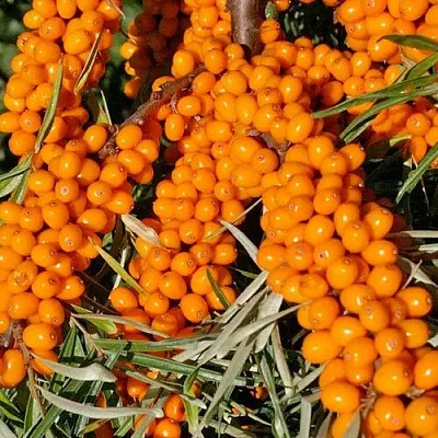 Облепиха ЕЛИЗАВЕТА  Облепиха ЕЛИЗАВЕТА в Ульяновске