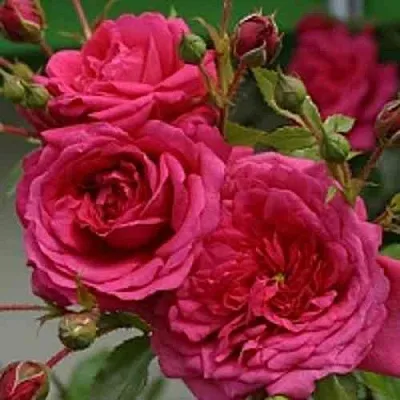 Саженцы роз ЛАГУНА плетистая  Саженцы роз ЛАГУНА плетистая в Ульяновске