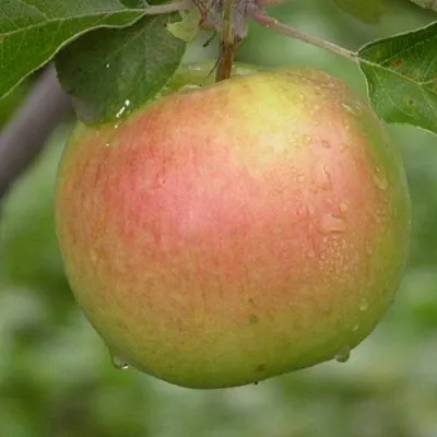 Яблоня БРЯНСКОЕ ЗОЛОТИСТОЕ в Ульяновске