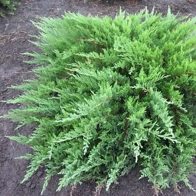 Можжевельник ТАМАРИСЦИФОЛИЯ казацкий  Можжевельник ТАМАРИСЦИФОЛИЯ казацкий в Ульяновске