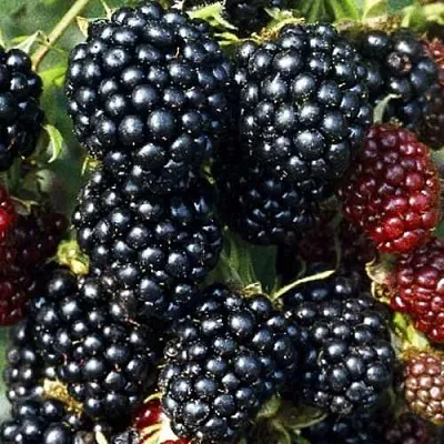 Ежевика ЭВЕРГРИН бесшипная  Ежевика ЭВЕРГРИН бесшипная в Ульяновске