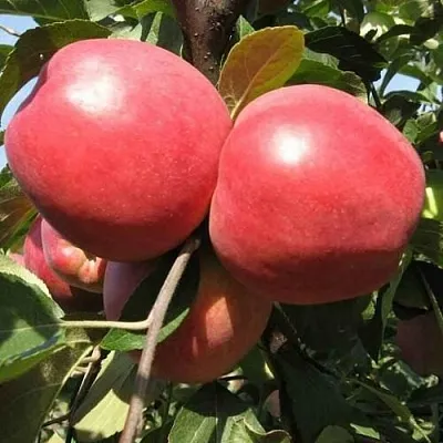 Яблоня ЗАСЛАВСКОЕ  Яблоня ЗАСЛАВСКОЕ в Ульяновске