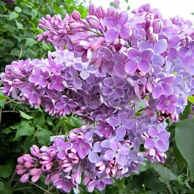 Сирень ОЛЯ  Сирень ОЛЯ в Ульяновске