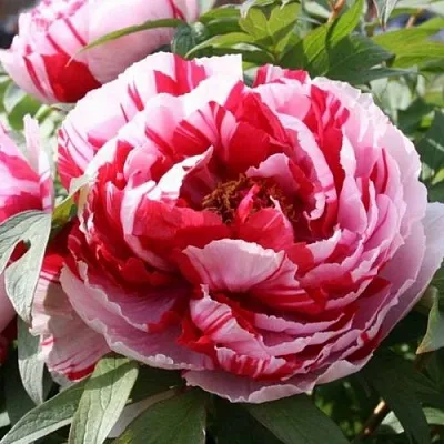 Пион РЕД ВИЗ ПИНК древовидный  Пион РЕД ВИЗ ПИНК древовидный в Ульяновске