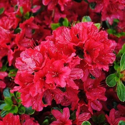 Азалия ХИНО КРИМСОН японская  Азалия ХИНО КРИМСОН японская в Ульяновске