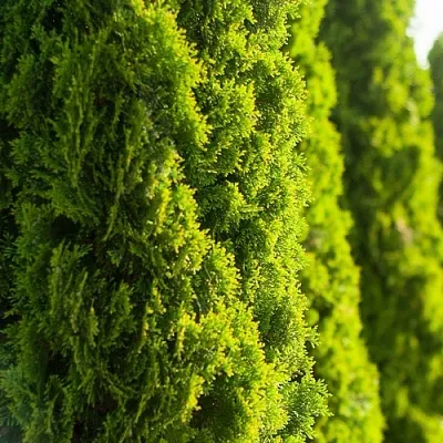 Туя в Ульяновске