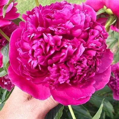 Пион АВГУСТИН ДОР травянистый  Пион АВГУСТИН ДОР травянистый в Ульяновске