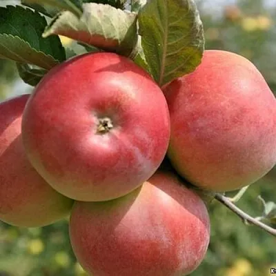 Яблоня ВЭМ-РОЗОВЫЙ  Яблоня ВЭМ-РОЗОВЫЙ в Ульяновске