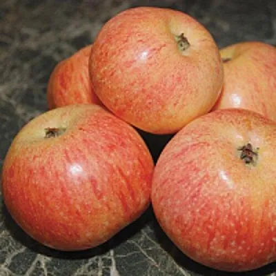 Яблоня КОНФЕТНОЕ  Яблоня КОНФЕТНОЕ в Ульяновске