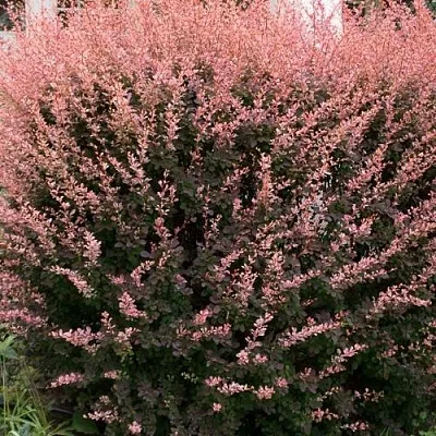 Барбарис РОУЗ ГЛОУ тунберга  Барбарис РОУЗ ГЛОУ тунберга в Ульяновске