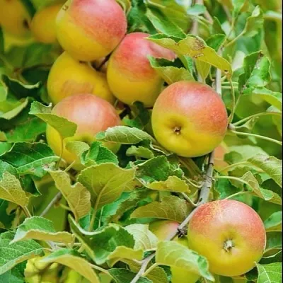 Яблоня ПАМЯТЬ БЛЫНСКОГО колонновидная в Ульяновске