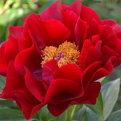 Пион МАКИНАК ГРАНД травянистый  Пион МАКИНАК ГРАНД травянистый в Ульяновске