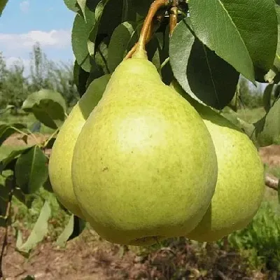 Груша МЕДОВАЯ колонновидная  Груша Медовая Колонновидная в Ульяновске