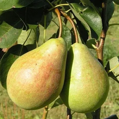 Груша ДУХМЯНАЯ  Груша ДУХМЯНАЯ в Ульяновске