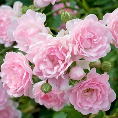 Саженцы роз ЗЕ ФЕЙРИ почвопокровная в Ульяновске