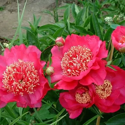 Пион БАРРИНГТОН БЕЛЬ травянистый  Пион БАРРИНГТОН БЕЛЬ травянистый в Ульяновске