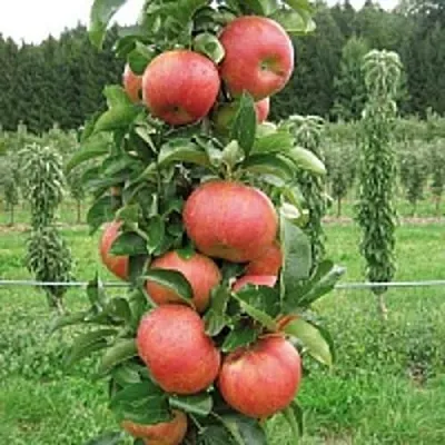 Яблоня ЯНТАРНОЕ ОЖЕРЕЛЬЕ колонновидная  Яблоня ЯНТАРНОЕ ОЖЕРЕЛЬЕ колонновидная в Ульяновске
