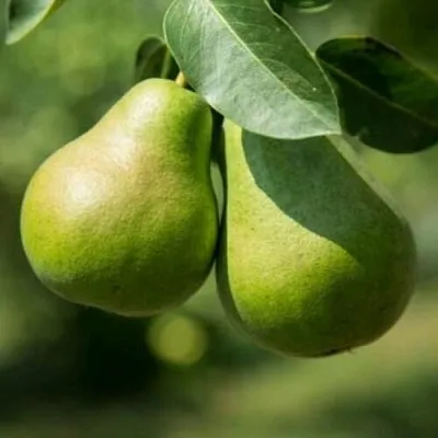 Груша Г-1 колонновидная  Груша Г-1 колонновидная в Ульяновске