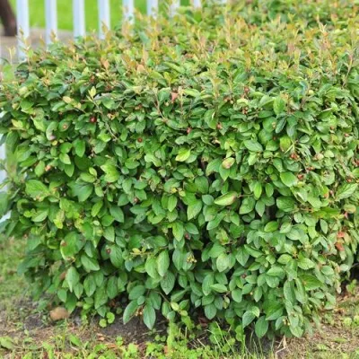 Кизильник блестящий в Ульяновске