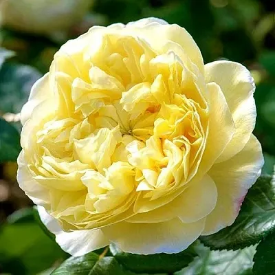 Саженцы роз ЧАРЛЬЗ ДАРВИН английская  Саженцы роз ЧАРЛЬЗ ДАРВИН английская в Ульяновске