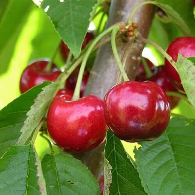 Черешня 15-26-5  Черешня 15-26-5 в Ульяновске