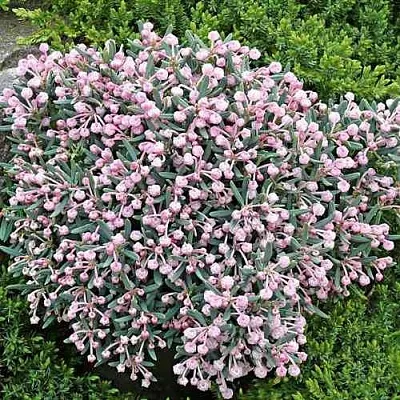 Андромеда БЛЮ АЙС многолистная  Андромеда БЛЮ АЙС многолистная в Ульяновске