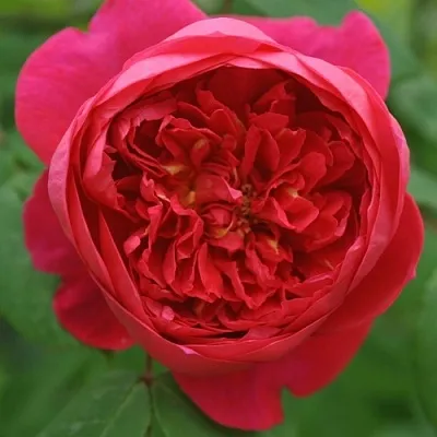 Саженцы роз БЕНДЖАМИН БРИТТЕН шраб  Саженцы роз БЕНДЖАМИН БРИТТЕН шраб в Ульяновске