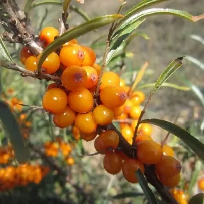Облепиха СУДАРУШКА  Облепиха СУДАРУШКА в Ульяновске