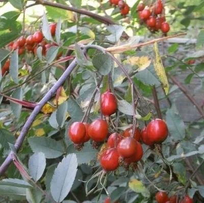 Саженцы роз сизая — описание сорта Саженцы роз сизая в Ульяновске